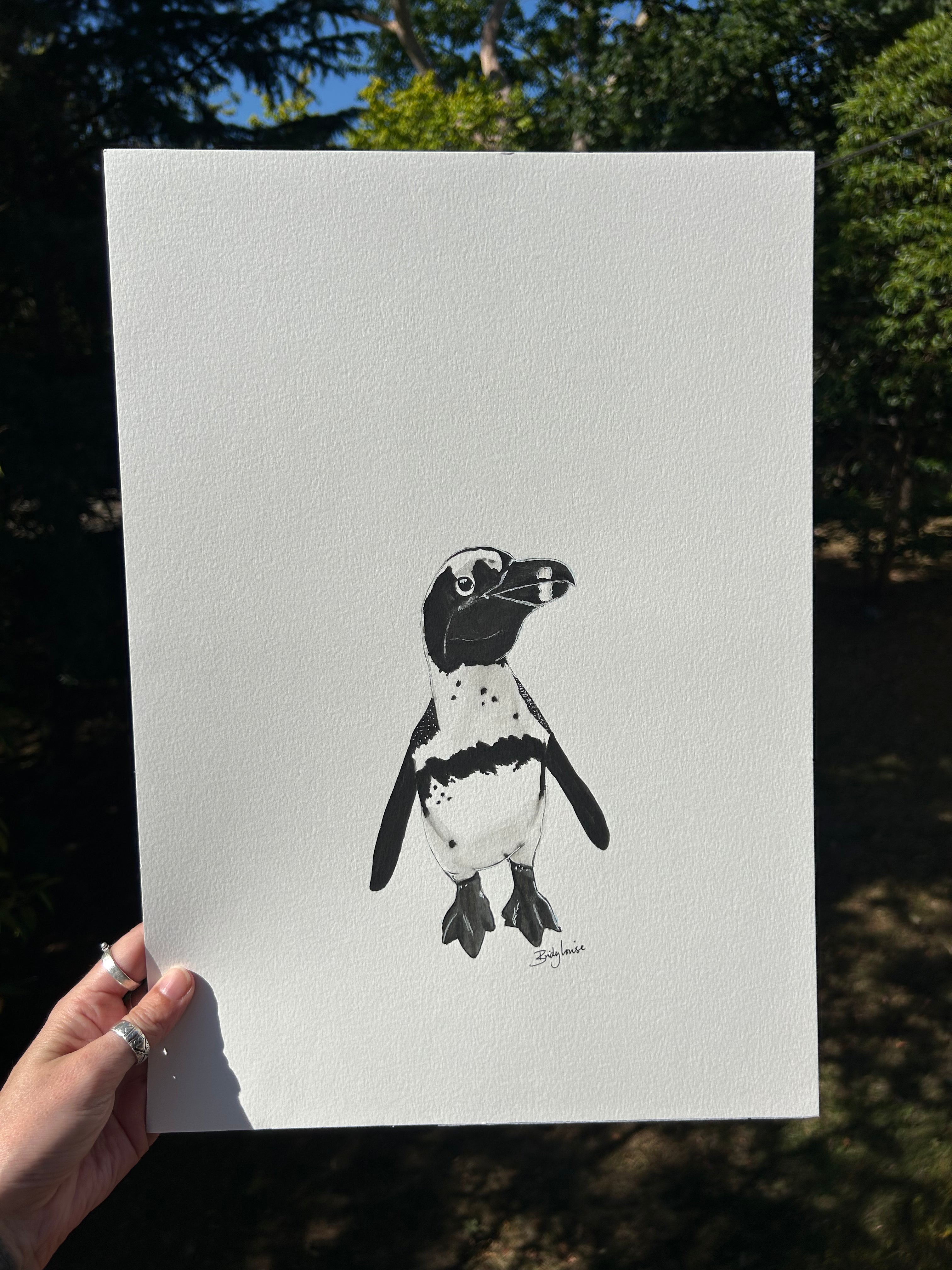 Original watercolour cape penguin