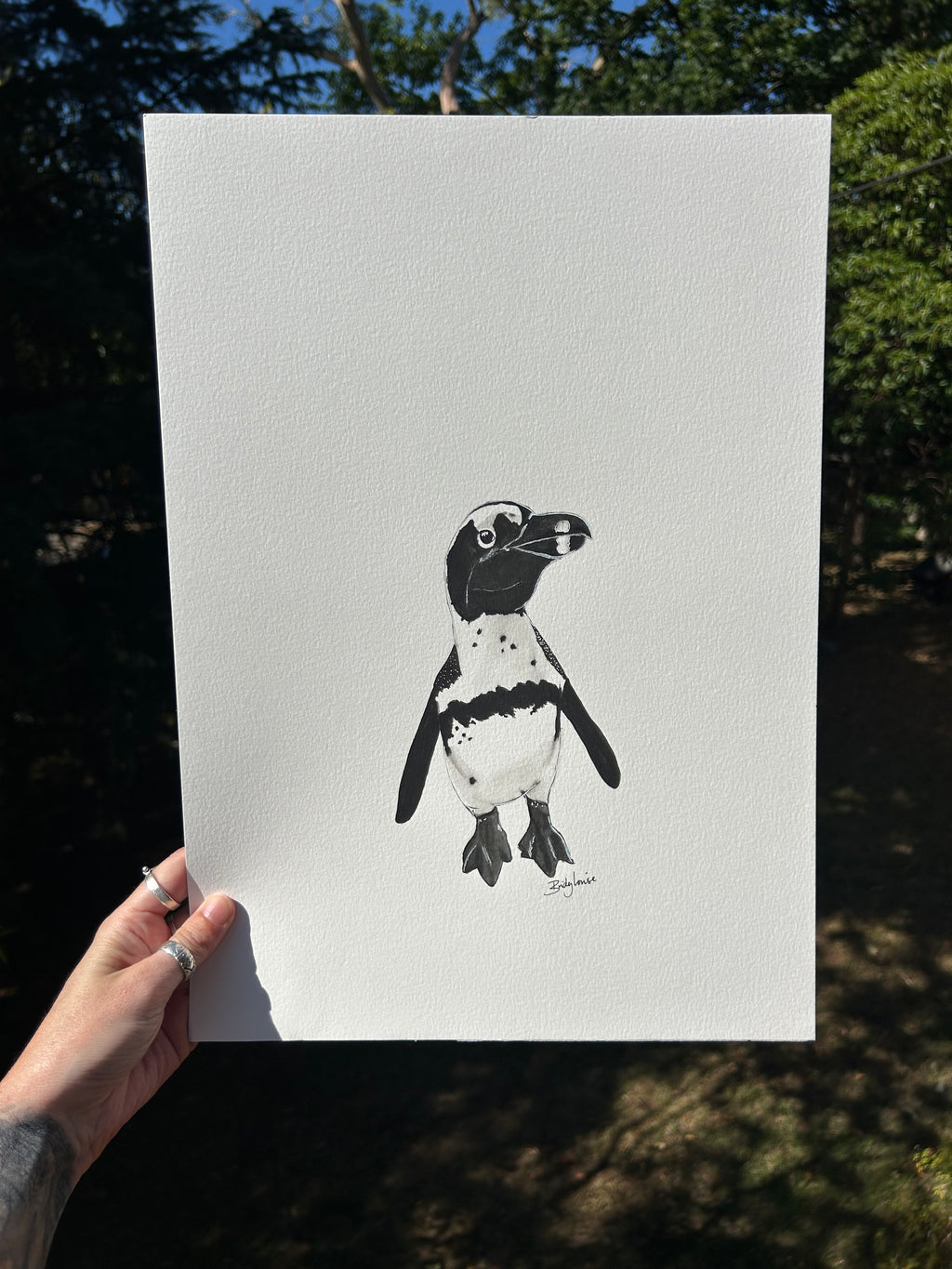 Original watercolour cape penguin